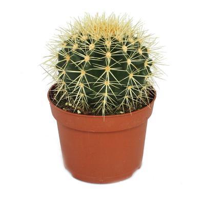 Кактус MULTIPLEX, Гор10, Выс40 в интернет гипермаркете «Планета Лета». Фото