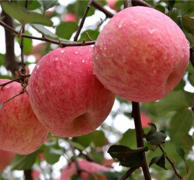 Яблоня Фуджи 2-летка С4 Н140 в интернет гипермаркете «Планета Лета». Фото