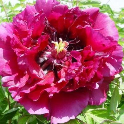 Пион рока Нефритовая Бусина В Пурпурной Короне (туба) в интернет гипермаркете «Планета Лета». Фото