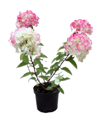 Гортензия метельчатая Magical Candle, Гор19, Выс20-60 М в интернет гипермаркете «Планета Лета». Фото