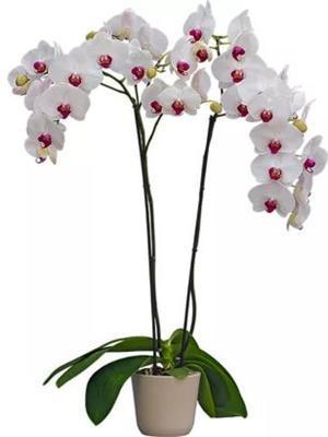 Фаленопсис 2 pp Red Lips, Гор12, Выс70 в интернет гипермаркете «Планета Лета». Фото