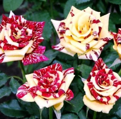 Роза флорибунда Сим Салабим C2 Выс30 в интернет гипермаркете «Планета Лета». Фото