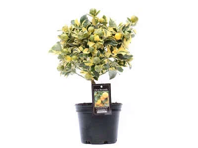 Цитрофортунелла varigated, Гор22, Выс70 в интернет гипермаркете «Планета Лета». Фото