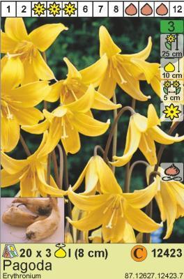 STA Кандык Pagoda (x3) в интернет гипермаркете «Планета Лета». Фото