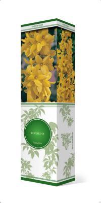 Форзиция промежуточная Голден Заубер/ЦКор в интернет гипермаркете «Планета Лета». Фото