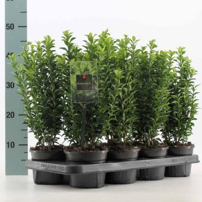 Бересклет япон.Jean Hugues, Гор15, Выс30 в интернет гипермаркете «Планета Лета». Фото