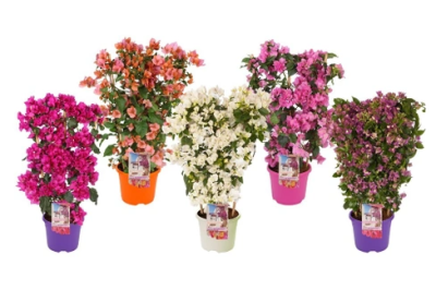 Бугенвиллия микс, Гор9, Выс20 в интернет гипермаркете «Планета Лета». Фото