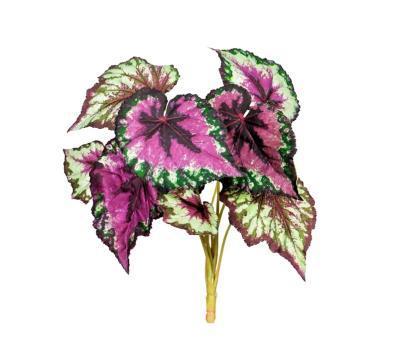 Бегония куст крупнолистная зелено-бордовая в-37 см 20.1069N в интернет гипермаркете «Планета Лета». Фото