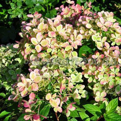 Гортензия метельчатая Пастель Грина (туба) в интернет гипермаркете «Планета Лета». Фото