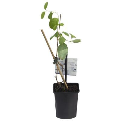 Жимолость съедобная Шахиня П в интернет гипермаркете «Планета Лета». Фото