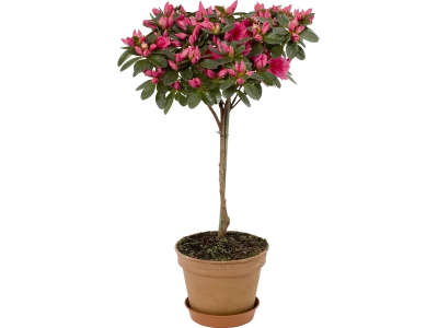 Рододендрон Op Stam на стволе, Гор19, Выс70 в интернет гипермаркете «Планета Лета». Фото