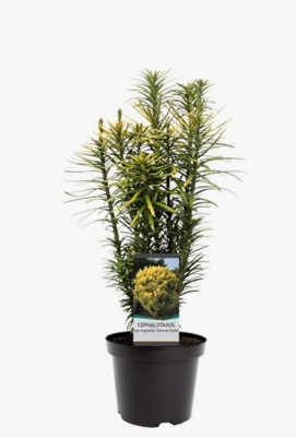 Цефалотаксус Korean Gold, Гор19, Выс30-40 в интернет гипермаркете «Планета Лета». Фото