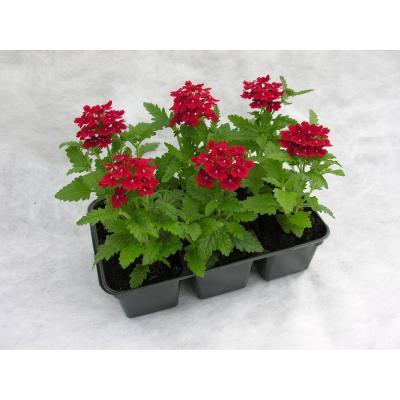 Вербена (1*6) М в интернет гипермаркете «Планета Лета». Фото