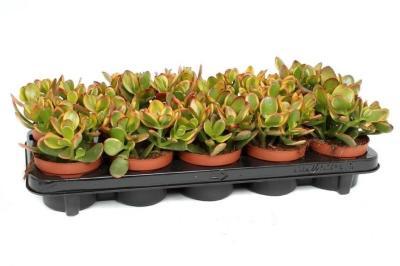 Крассула Sunset, Гор12, Выс20 в интернет гипермаркете «Планета Лета». Фото