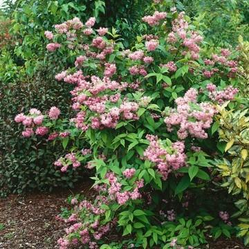 Дейция великолепная Турбиллон Руж 7Ц (туба) в интернет гипермаркете «Планета Лета». Фото