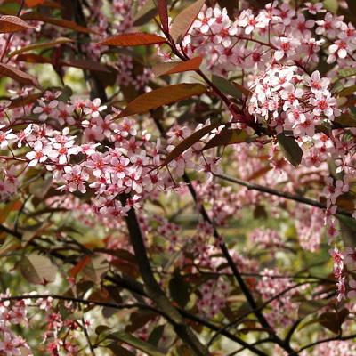 Черемуха обыкновенная Колората/ЦКор в интернет гипермаркете «Планета Лета». Фото