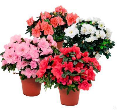 Азалия япон.микс, Гор32, Выс80-90 И в интернет гипермаркете «Планета Лета». Фото