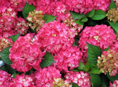 Гортензия крупнолистовая Сельма/ЦКорЛюкс в интернет гипермаркете «Планета Лета». Фото