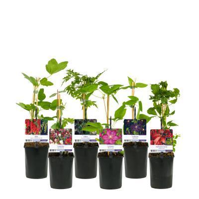 Клематис микс, Гор11, Выс30 в интернет гипермаркете «Планета Лета». Фото