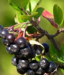 Рябина черноплодная в коробке Черноплодная в интернет гипермаркете «Планета Лета». Фото