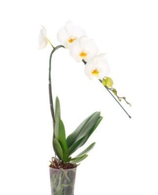 Фаленопсис Cascade, Гор12, Выс50 Уценка!!! в интернет гипермаркете «Планета Лета». Фото