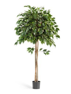 Фикус Benjamina Braided Trunk, Гор12, Выс50