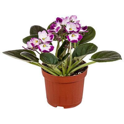 Фиалка Bicolor, Гор12, Выс20 в интернет гипермаркете «Планета Лета». Фото