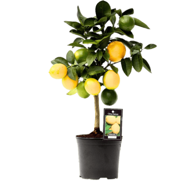 Цитрус Lemon Lipo Op Stam, Гор22, Выс90 в интернет гипермаркете «Планета Лета». Фото