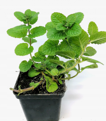 Мята шоколадная, Гор9 М в интернет гипермаркете «Планета Лета». Фото