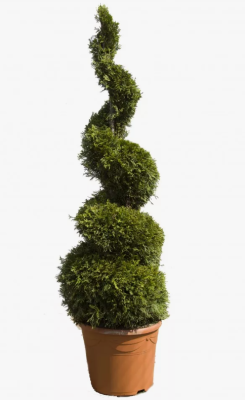 Туя запад.Smaragd спираль, С24, Выс120-140 И в интернет гипермаркете «Планета Лета». Фото