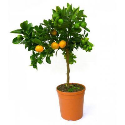 Цитрофортунелла Calamondin, Гор28, Выс110 в интернет гипермаркете «Планета Лета». Фото