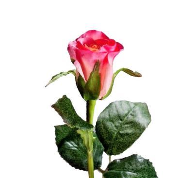 Роза Анабель розовая в-52 см, в-4,д-3 см 30.03110133RM в интернет гипермаркете «Планета Лета». Фото