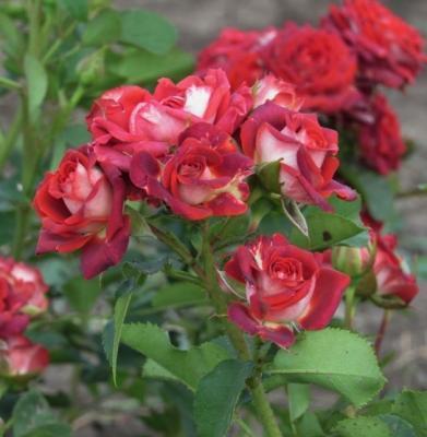 Роза бордюрная Тирамису C2 Выс30 в интернет гипермаркете «Планета Лета». Фото