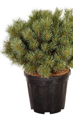 Сосна обыкн.Watereri С20, Ра-40 в интернет гипермаркете «Планета Лета». Фото