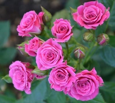 Роза бордюрная Лавли Лидия C2 Выс30 в интернет гипермаркете «Планета Лета». Фото