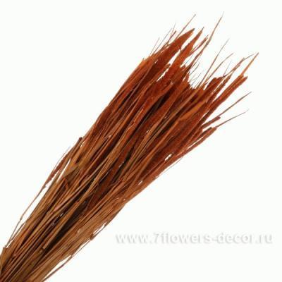 Тимофеевка Phleum марсала 1шт в интернет гипермаркете «Планета Лета». Фото
