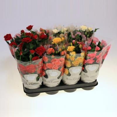 Роза Star микс, Гор12, Выс30 в интернет гипермаркете «Планета Лета». Фото