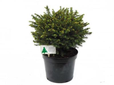Ель сербская Karel, Гор19, Выс30 в интернет гипермаркете «Планета Лета». Фото