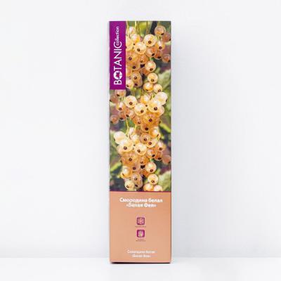 Смородина белая Белая Фея в коробке Кут в интернет гипермаркете «Планета Лета». Фото