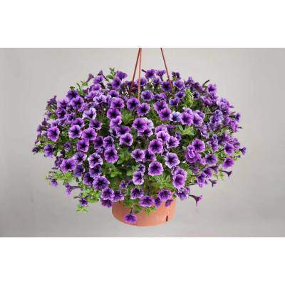 Калибрахоа кашпо, Гор22 М в интернет гипермаркете «Планета Лета». Фото
