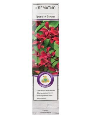 Клематис ботанический Гравети Бьюти П в интернет гипермаркете «Планета Лета». Фото