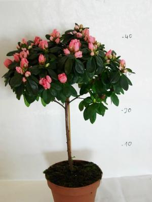 Рододендрон On Trunck на стволе, Гор13, Выс40 в интернет гипермаркете «Планета Лета». Фото