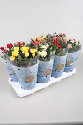 Роза Favourite микс, Гор13, Выс35 в интернет гипермаркете «Планета Лета». Фото