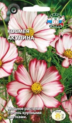 Космея Акулина, белая с розовым кантом в интернет гипермаркете «Планета Лета». Фото
