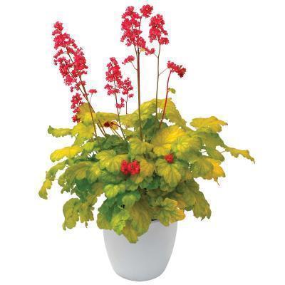 Гейхера, Гор10 М в интернет гипермаркете «Планета Лета». Фото