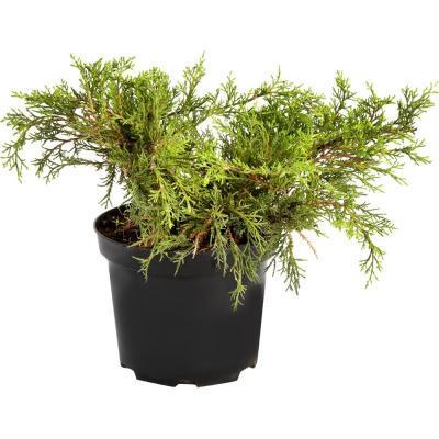 Можжевел.средн.Pfitz.Aurea, Гор17, Выс30 в интернет гипермаркете «Планета Лета». Фото