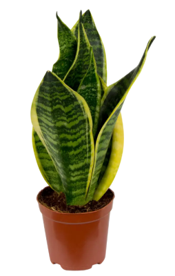 Сансевиерия Futura Superba, Гор12, Выс30 в интернет гипермаркете «Планета Лета». Фото