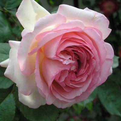 Роза плетистая Пьер де Ронсар ОКС в интернет гипермаркете «Планета Лета». Фото