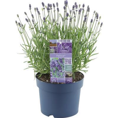 Лаванда узколист Гор10, Выс30 в интернет гипермаркете «Планета Лета». Фото