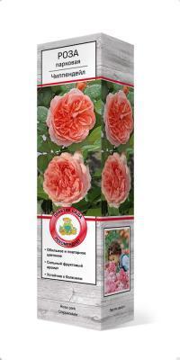 Роза парковая Чиппендейл/ЦКор в интернет гипермаркете «Планета Лета». Фото